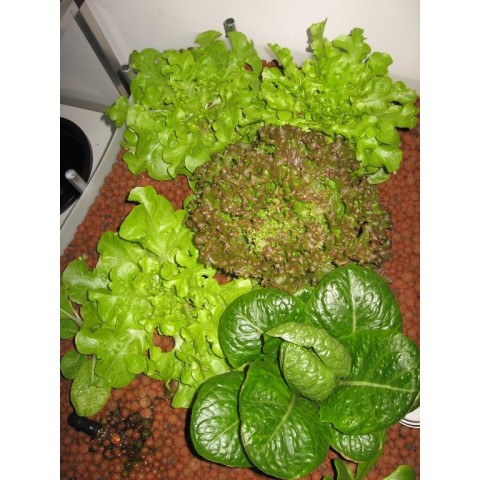 Introduction to Aquaponics - 1 Day Workshop - Perth - June 27th, 2020
